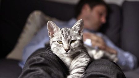 Miksi kissat nukkuvat omistajan jalkojen alla?