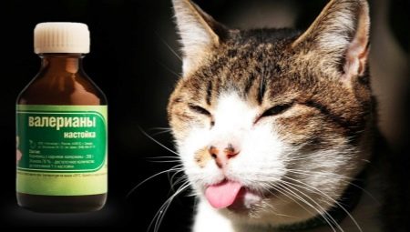 Zašto mačke vole valerijanu i može li se davati?