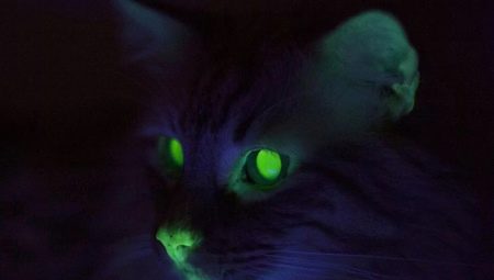 Waarom gloeien katten in het donker?