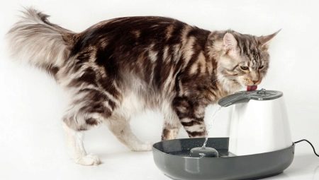 Posude za pijenje mačaka: sorte i preporuke za odabir