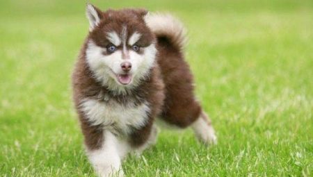 Pomsky: breed characterization and content