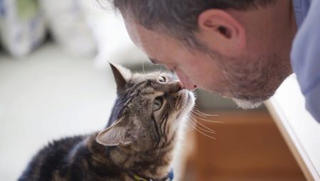 แมวเข้าใจคำพูดของมนุษย์หรือไม่?