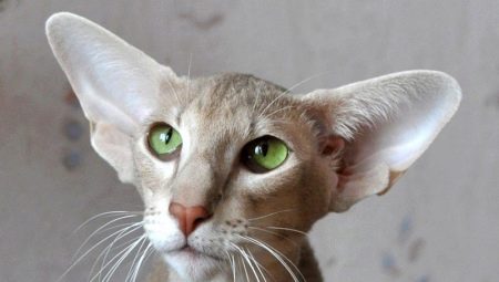 Cat breed dengan telinga besar