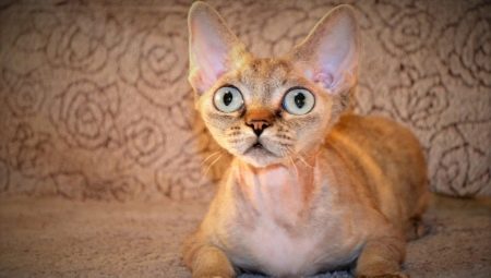 Пасмине мачака са великим очима
