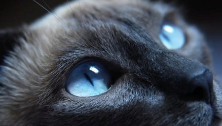 El gat cria amb els ulls blaus