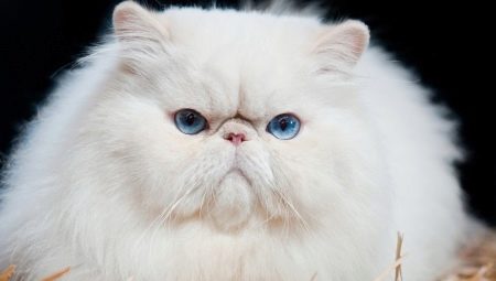 גזעי חתולים עם פנים שטוחות