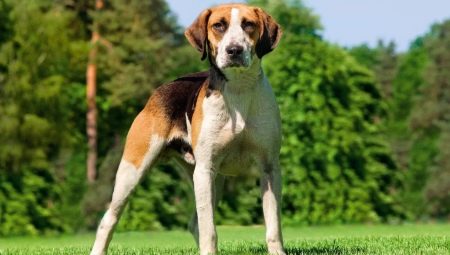גזעים של כלבים בינוניים: תכונות כלליות, סוגים עם תיאור, בחירה, טיפול