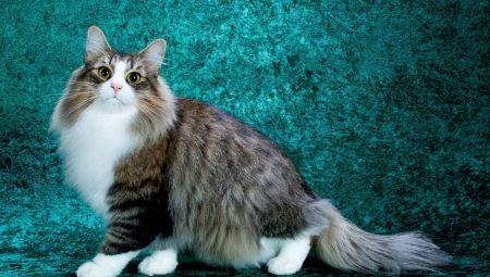 Kucing Fluffy: baka dan ciri terbaik untuk menjaga mereka