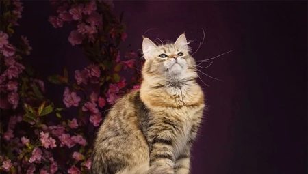 Almindelige farver på sibiriske katte