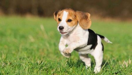 Tamaños de beagle: peso y altura de los perros por meses