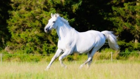 Soiuri și caracteristici ale alergării cailor