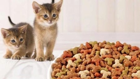 Règles d'évaluation et de sélection des aliments pour chaton