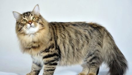 Ruske mačke: opis, pasmine, izbor i nijanse skrbi
