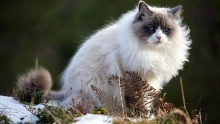 Gray-white cats: a description of the appearance and behavior