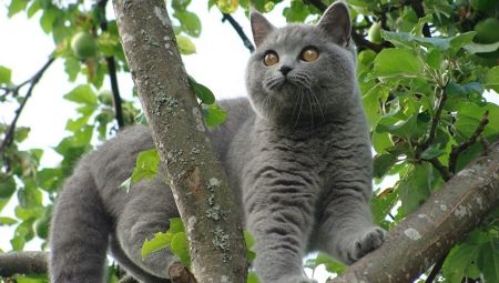 Kucing kelabu: watak dan kehalusan dandanan