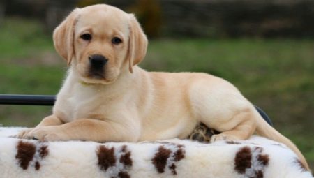 Labradoro šuniukai po 2 mėnesių: savybės ir turinys