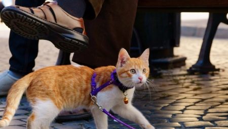 Harness for a cat: types, subtleties of choice and the rules of training