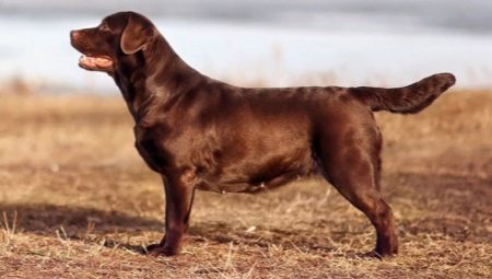 Čokoládový labrador: opis, charakteristické znaky a najlepšie prezývky