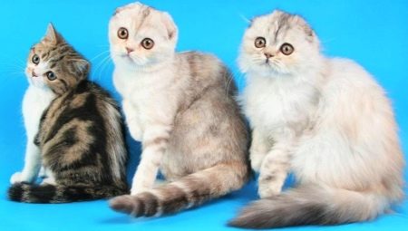 Gatos escoceses: espécies de raça, características de criação e reprodução