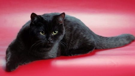 חתולים שחורים סקוטיים