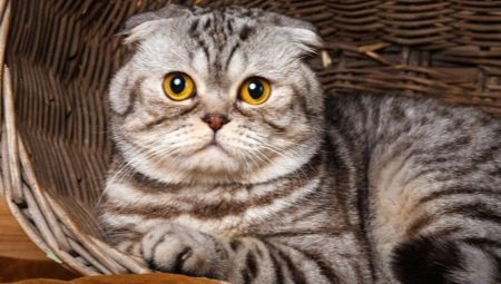 Skotské mramorové kočky: barevné rysy, popis plemene a jemnosti péče