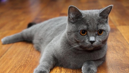 Шотландски прави котки: описание на породата, цветови типове и съдържание