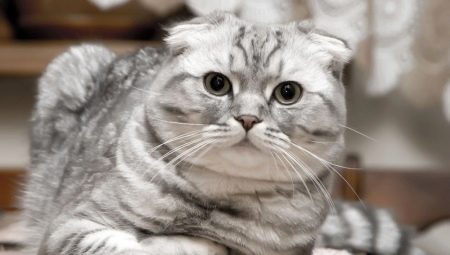 Škotijos raukšlėtos katės: spalvos, pobūdis ir laikymo taisyklės