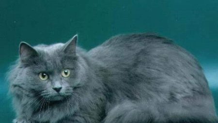 Сибирска котка със син цвят