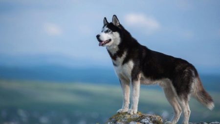 Husky Siberiano: a história da raça, como os cães se parecem e como cuidar deles?