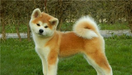 How many years have Akita Inu been living and what does it depend on?