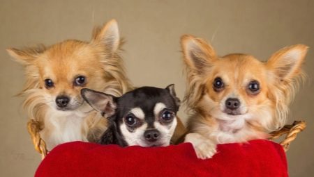Chihuahuas sống được bao nhiêu năm và nó phụ thuộc vào cái gì?