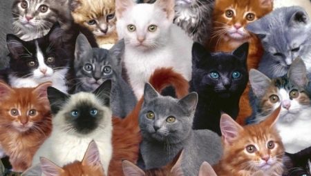 Hvor mange år lever katter, og hva er det avhengig av?