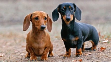 Quants anys tenen els dachshunds i de què depèn?