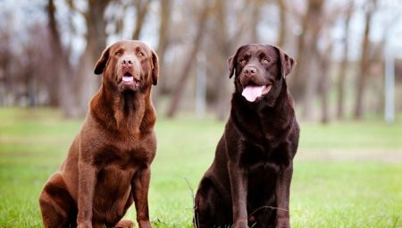 Berapa banyak Labradors hidup dan apa yang ia bergantung?
