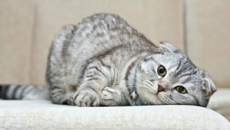 Cik dzīvo Skotijas fold kaķi un no kā tas atkarīgs?