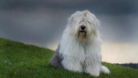 Bobtail-Hunde: eine Beschreibung alter englischer Schäferhunde, die Nuancen ihres Inhalts