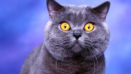 Lista poreclelor pentru pisici și pisici britanice