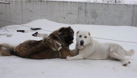 Сравнение на алабаевски и кавказки овчарски кучета