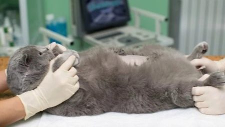 Sterilizacija i kastracija britanskih mačaka i mačaka