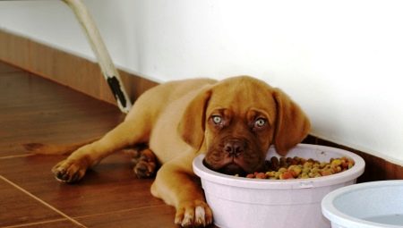 อาหารแห้งสำหรับลูกสุนัข: คุณสมบัติตัวเลือกและกฎการให้อาหาร