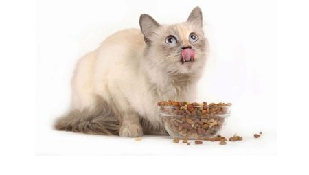 อาหารแห้งสำหรับแมวที่ผ่านการฆ่าเชื้อ: คุณสมบัติผู้ผลิตทางเลือกและอาหาร