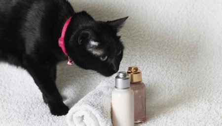 Sausas kačių šampūnas: kaip jį pasirinkti ir naudoti?