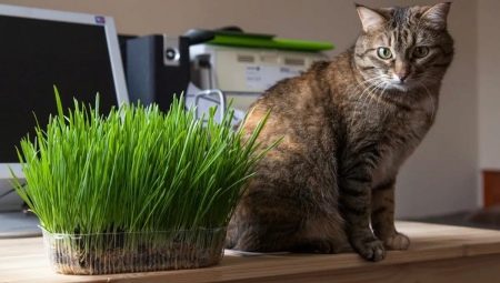 Ruoho kissoille: mistä he pitävät ja kuinka kasvattaa sitä?