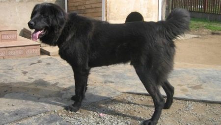 Pastori Tuvan: descrizione della razza e caratteristiche del mantenimento dei cani