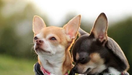 Chihuahua feltételek és gondozás