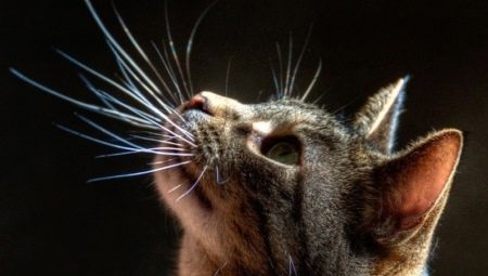 Bigote de gato: cómo se llaman, cuáles son sus funciones, ¿se pueden recortar?