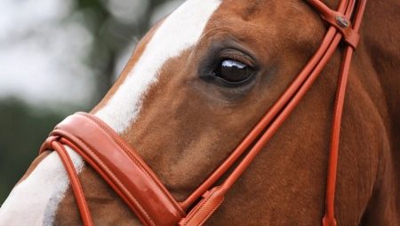 Bridles pre koňa: vybrané typy a jemnosti