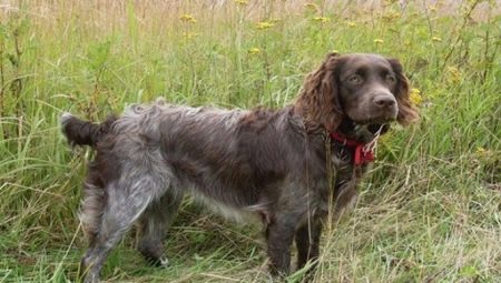 Wachtelhund: características e condições da raça para a manutenção de cães