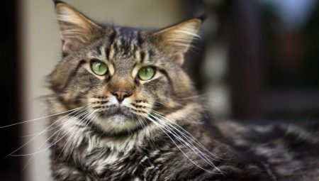 Maine Coon Peso mensual