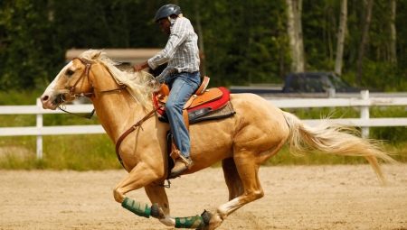 Types of horse gallop and riding rules